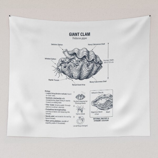 Item preview, Giant Clam Scientific Anatomy Marine Biology Animal Lover designed and sold by dian-rody-crest.