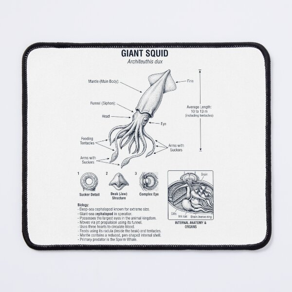Item preview, Giant Squid Scientific Anatomy Marine Biology Animal Lover designed and sold by dian-rody-crest.