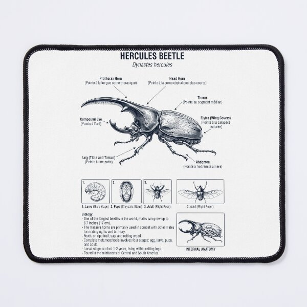 Item preview, Hercules Beetle Scientific Anatomy Biology Animal Lover designed and sold by dian-rody-crest.