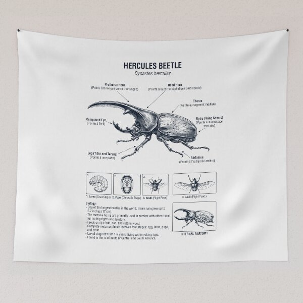 Item preview, Hercules Beetle Scientific Anatomy Biology Animal Lover designed and sold by dian-rody-crest.