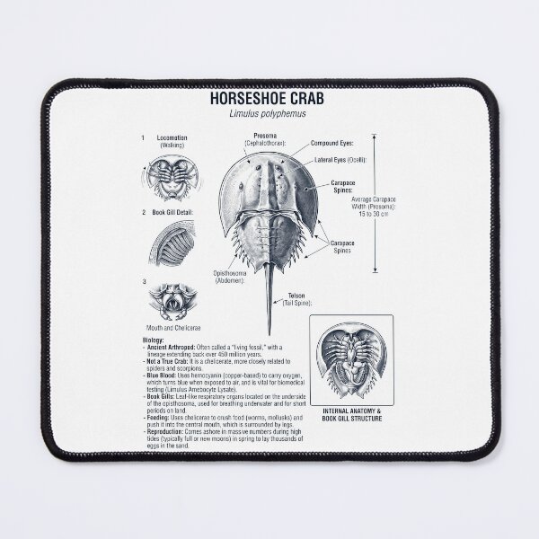 Item preview, Horseshoe Crab Scientific Anatomy Biology Animal Lover designed and sold by dian-rody-crest.