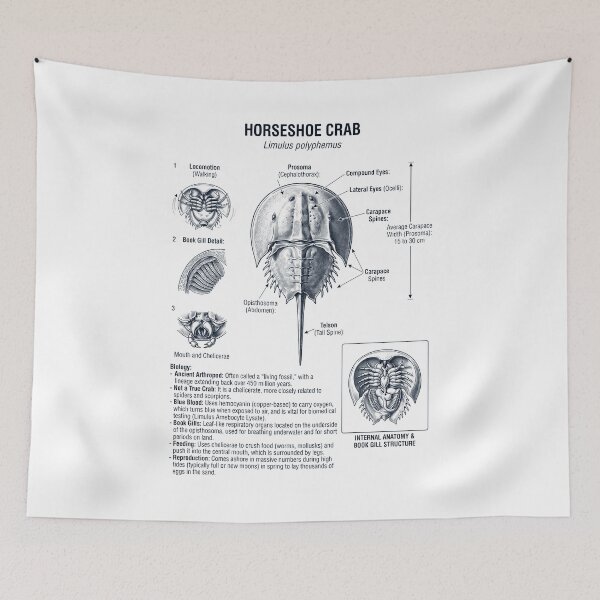 Item preview, Horseshoe Crab Scientific Anatomy Biology Animal Lover designed and sold by dian-rody-crest.