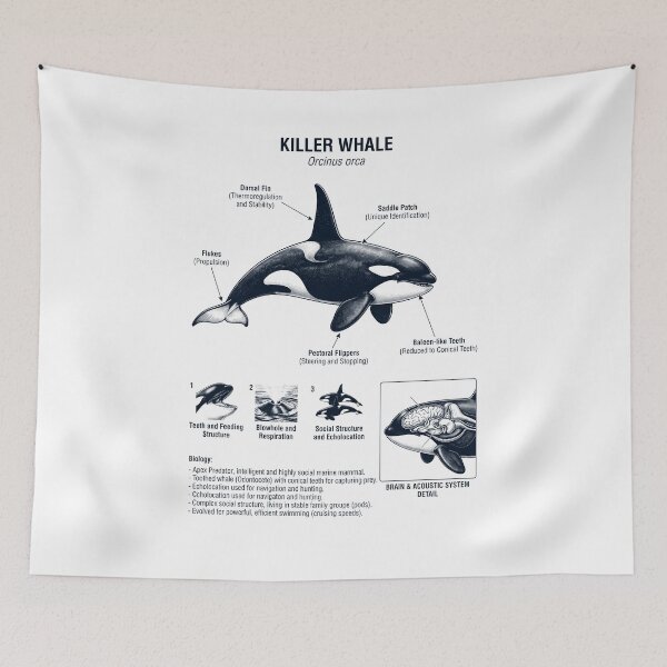Item preview, Killer Whale Scientific Anatomy Biology Animal Lover designed and sold by dian-rody-crest.