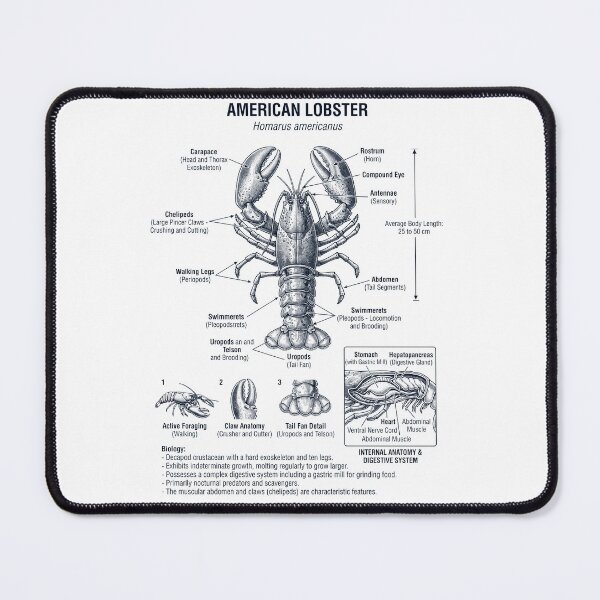 Item preview, Lobster Scientific Anatomy Biology Animal Lover designed and sold by dian-rody-crest.