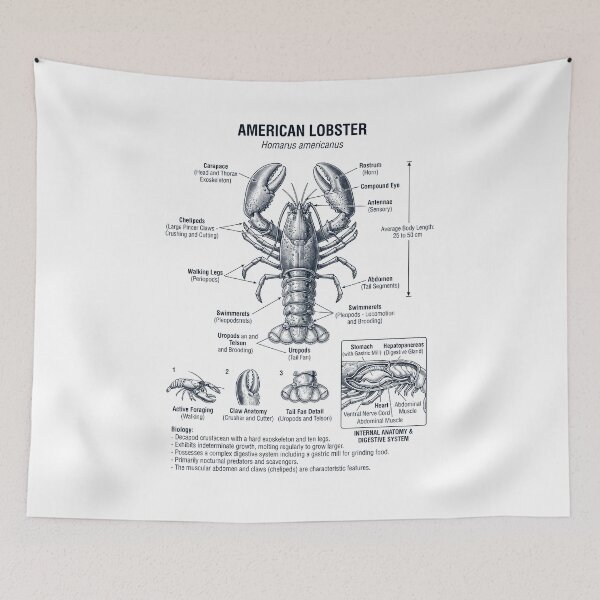 Item preview, Lobster Scientific Anatomy Biology Animal Lover designed and sold by dian-rody-crest.