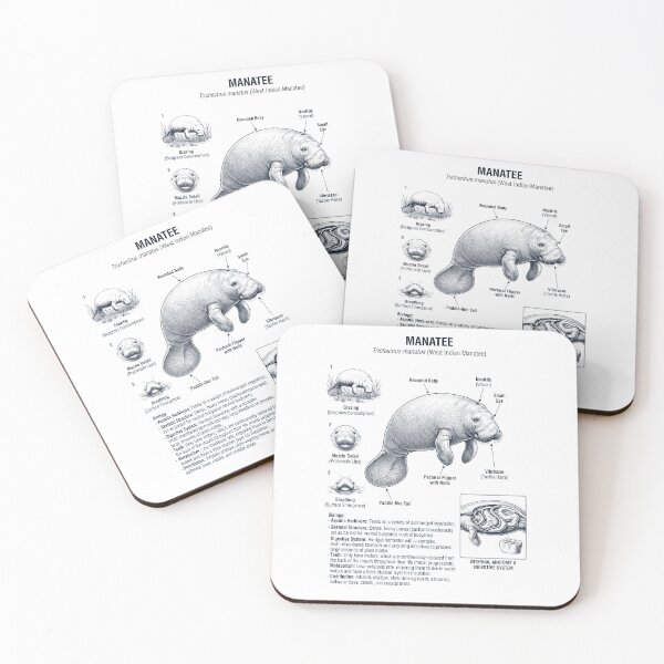 Item preview, Manatee Scientific Anatomy Biology Animal Lover designed and sold by dian-rody-crest.