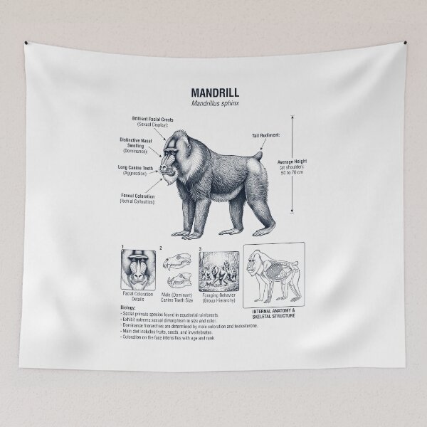 Item preview, Mandrill Scientific Anatomy Biology Animal Lover designed and sold by dian-rody-crest.