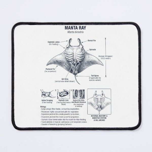 Item preview, Manta Ray Scientific Anatomy Biology Animal Lover designed and sold by dian-rody-crest.