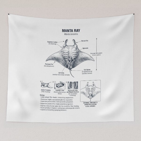 Item preview, Manta Ray Scientific Anatomy Biology Animal Lover designed and sold by dian-rody-crest.