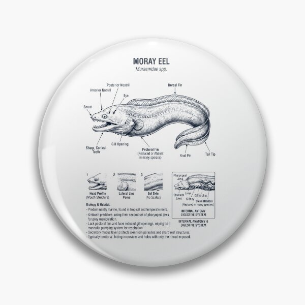 Item preview, Moray Eel Scientific Anatomy Biology Animal Lover designed and sold by dian-rody-crest.