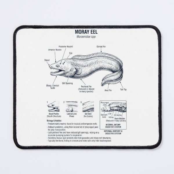 Item preview, Moray Eel Scientific Anatomy Biology Animal Lover designed and sold by dian-rody-crest.