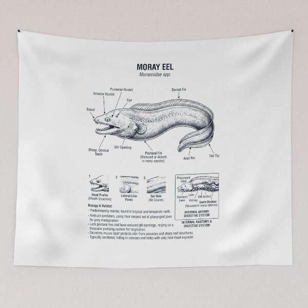 Item preview, Moray Eel Scientific Anatomy Biology Animal Lover designed and sold by dian-rody-crest.