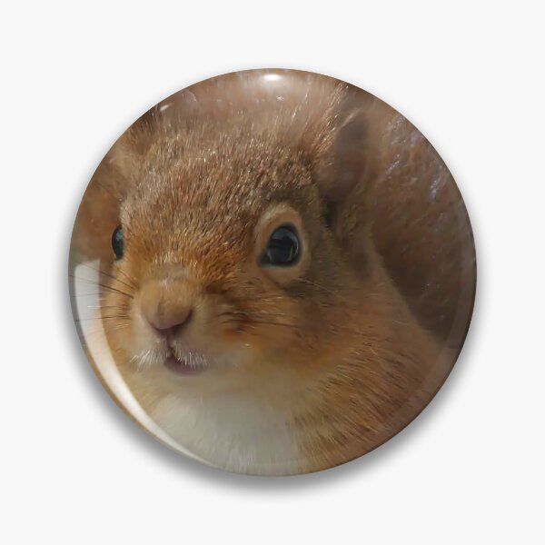 Item preview, Cute Red Squirrel in Winter Snow , Wildlife Nature Photography designed and sold by alcame-photo.