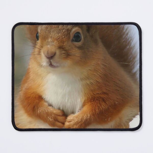 Item preview, Cute Red Squirrel in Winter Snow , Wildlife Nature Photography designed and sold by alcame-photo.