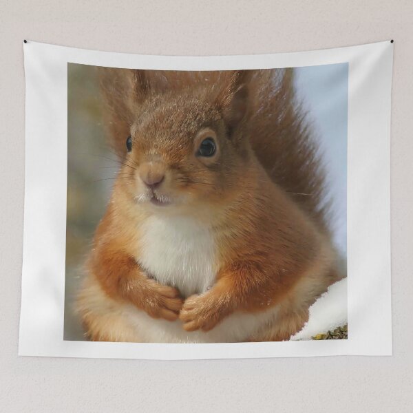 Item preview, Cute Red Squirrel in Winter Snow , Wildlife Nature Photography designed and sold by alcame-photo.
