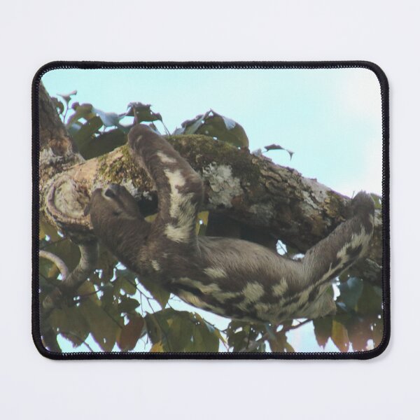 Item preview, Sloth designed and sold by Melville.Collective.
