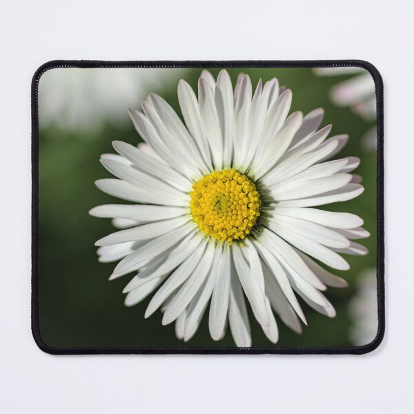 Item preview, The Beautiful Daisy designed and sold by MoePhotography.