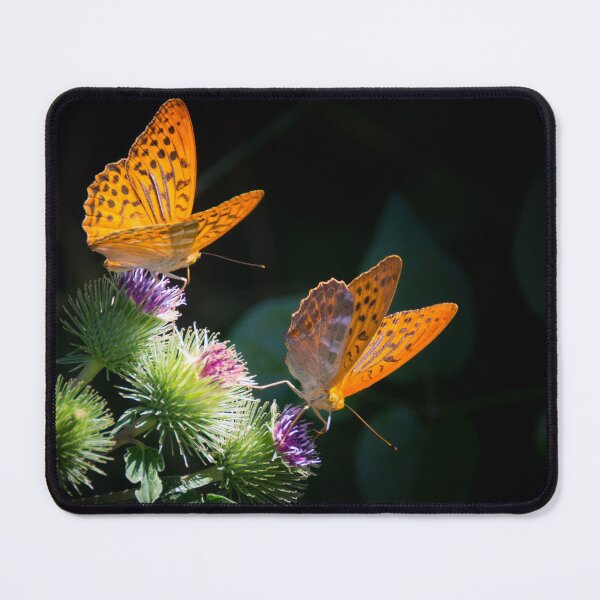 Item preview, Painted lady butterflies, Nymphalidae on purple thistle flowers color fine art photographic art print designed and sold by Jéanpaul Ferro.