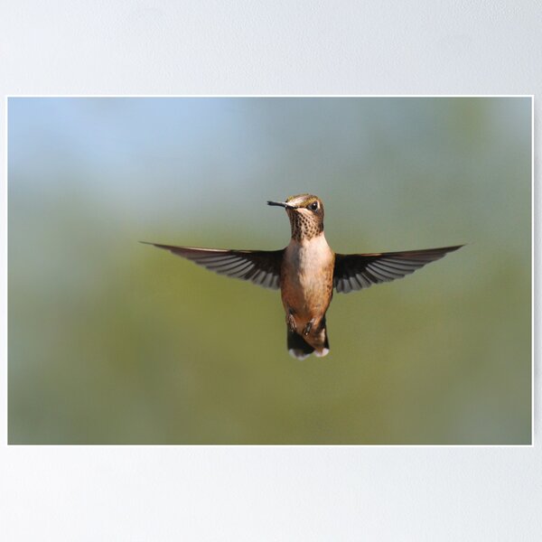 Item preview, Ruby-throated Hummingbird - Female designed and sold by Lynda   McDonald.