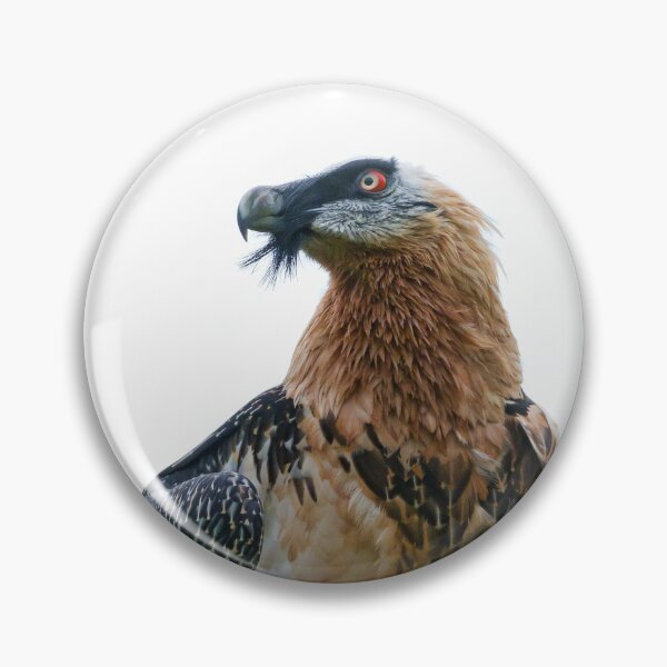 Item preview, Bearded Vulture (LOW RES) designed and sold by Fire TheMann.