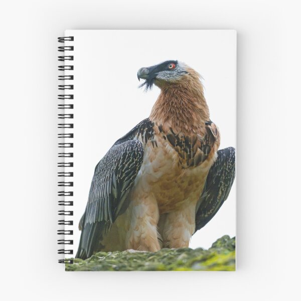 Item preview, Bearded Vulture (LOW RES) designed and sold by Fire TheMann.