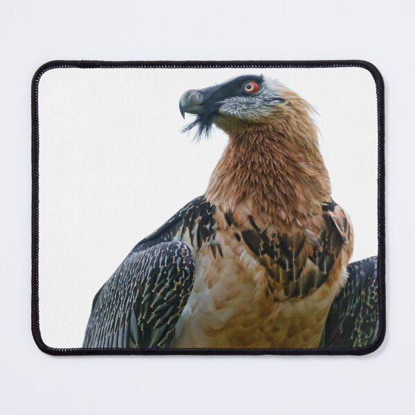Item preview, Bearded Vulture (LOW RES) designed and sold by Fire TheMann.