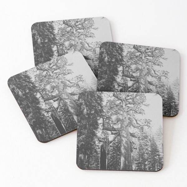 Item preview, Grizzly Giant sequoia tree, Mariposa Grove, Yosemite National Park, 1861 vintage fine art black and white print by Carleton E. Watkins designed and sold by Astrid Arkhangelsky.