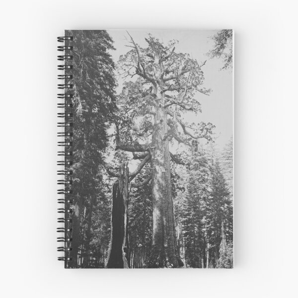 Item preview, Grizzly Giant sequoia tree, Mariposa Grove, Yosemite National Park, 1861 vintage fine art black and white print by Carleton E. Watkins designed and sold by Astrid Arkhangelsky.