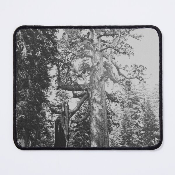 Item preview, Grizzly Giant sequoia tree, Mariposa Grove, Yosemite National Park, 1861 vintage fine art black and white print by Carleton E. Watkins designed and sold by Astrid Arkhangelsky.
