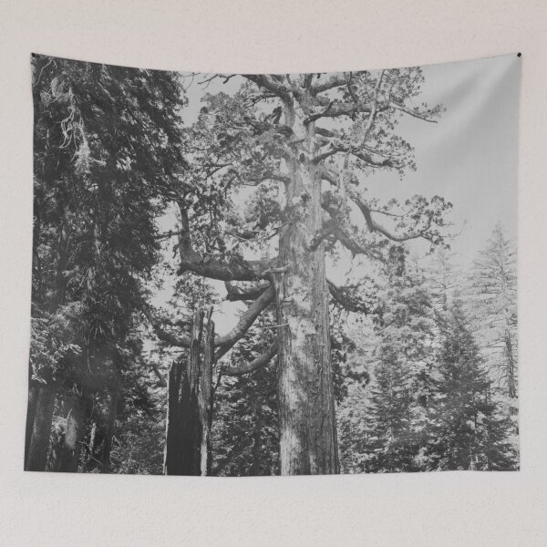 Item preview, Grizzly Giant sequoia tree, Mariposa Grove, Yosemite National Park, 1861 vintage fine art black and white print by Carleton E. Watkins designed and sold by Astrid Arkhangelsky.