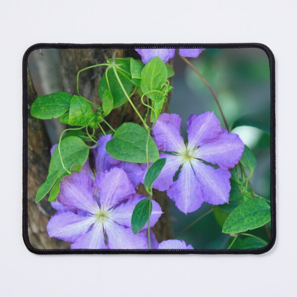 Item preview, Purple phisalis on summer tree designed and sold by olena2552.