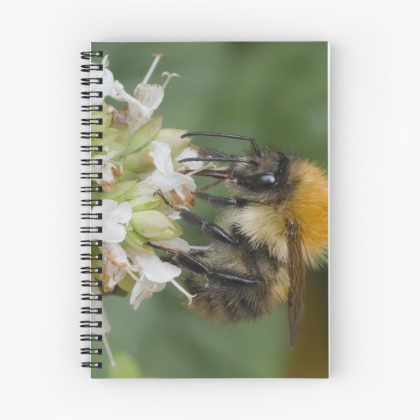 Item preview, busy bumble bee designed and sold by Geordie Jason.