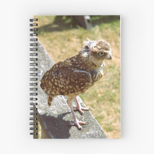 Item preview, Burrowing owl photograph designed and sold by Natimo-Studio.
