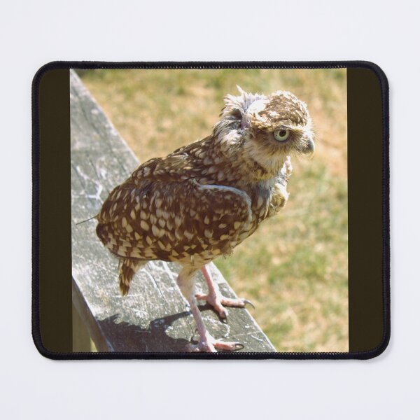 Item preview, Burrowing owl photograph designed and sold by Natimo-Studio.