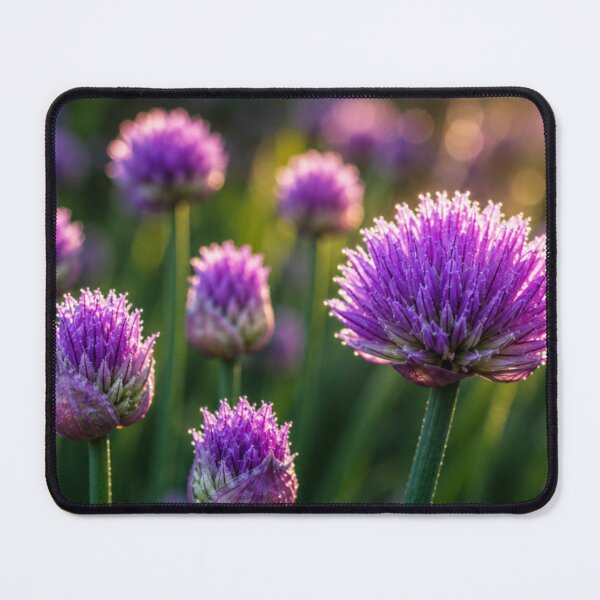 Item preview, Morning Chive Blossoms in Golden Light designed and sold by Kimberly Palmer.