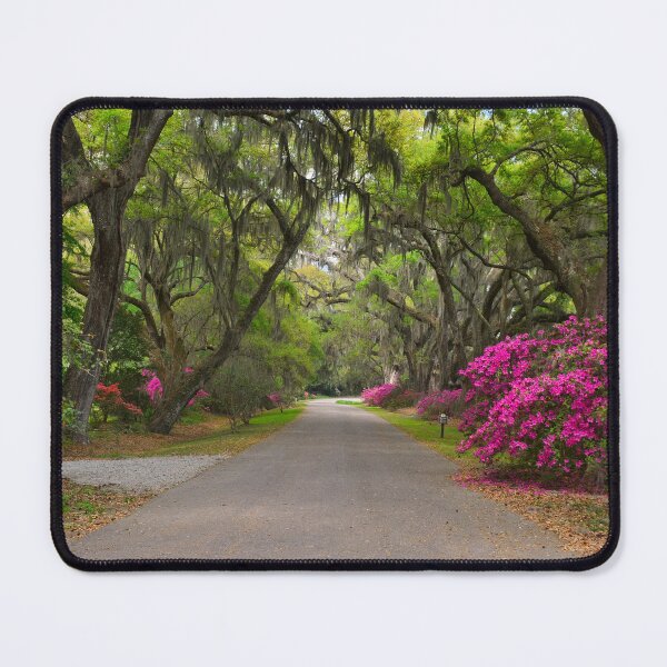 Item preview, Azaleas And Oaks Magnolia Plantation Gardens designed and sold by LisaWootenPhoto.