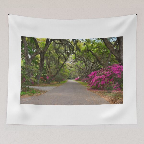 Item preview, Azaleas And Oaks Magnolia Plantation Gardens designed and sold by LisaWootenPhoto.