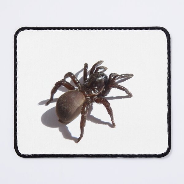 Item preview, SPIDER designed and sold by Dark Arts and BOO.