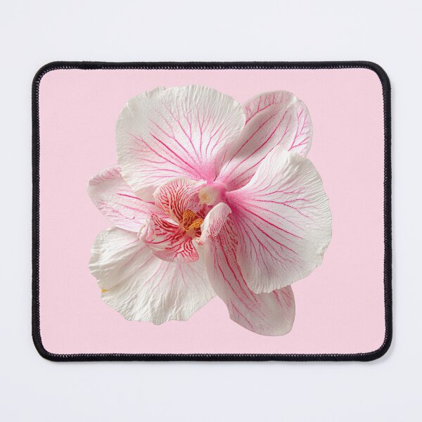 Item preview, Pink Veined White Orchid Flower Photo designed and sold by jianina-alondra.
