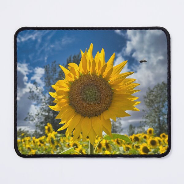 Item preview, Bright Sunflower Bloom and Bumblebee under Blue Sky Photography designed and sold by leonwoods.