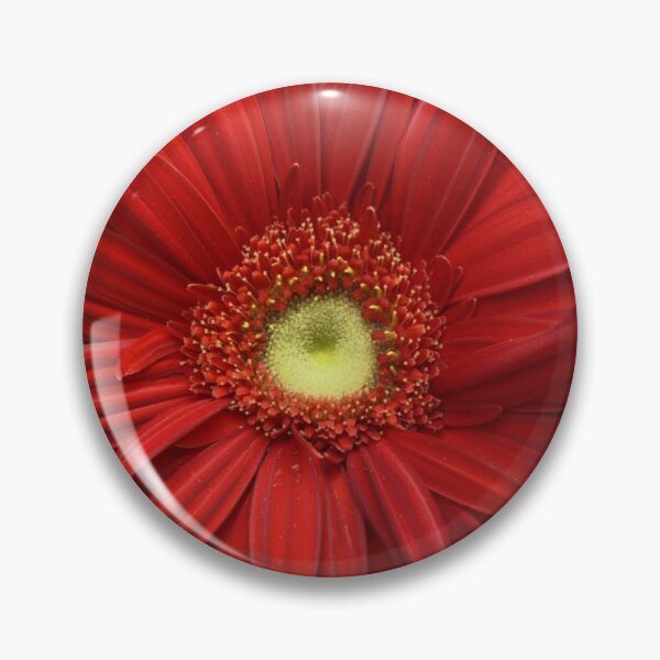 Item preview, Vibrant Red Gerbera Daisy Isolated on White Background designed and sold by BalkanBloomArt.