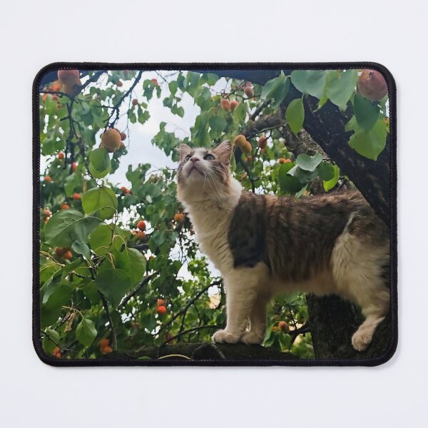 Item preview, Cat in an Apricot Tree Photography designed and sold by MB-CatPrints.