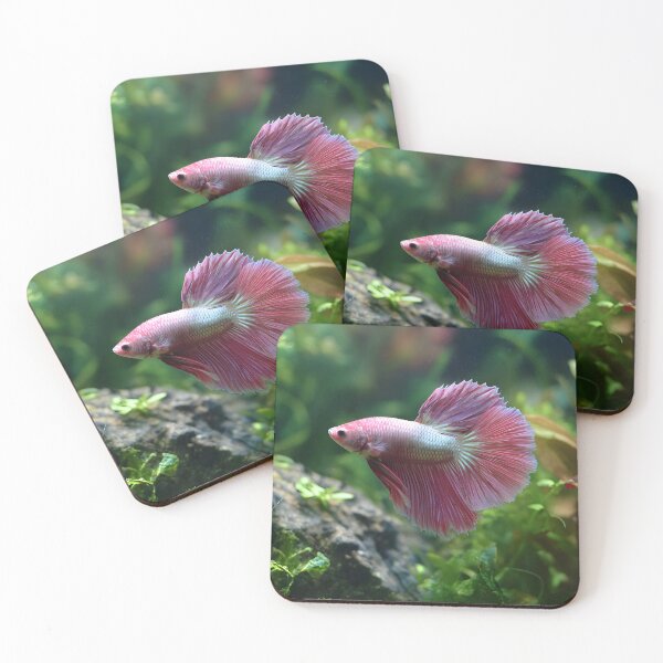 Item preview, Pink male betta in planted aquarium designed and sold by ScienceRex.