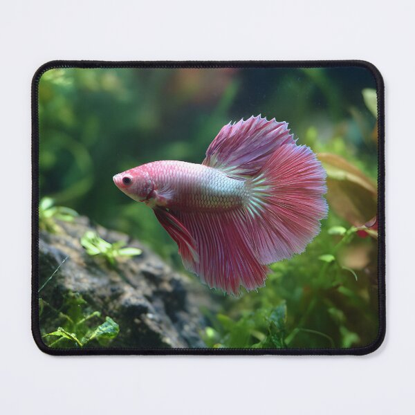 Item preview, Pink male betta in planted aquarium designed and sold by ScienceRex.