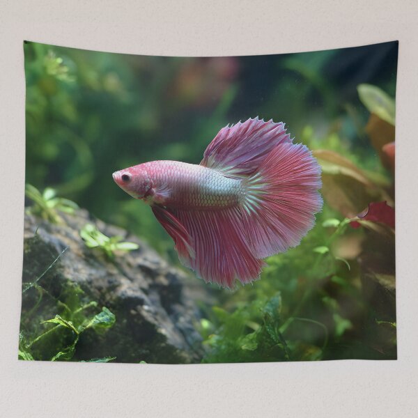 Item preview, Pink male betta in planted aquarium designed and sold by ScienceRex.
