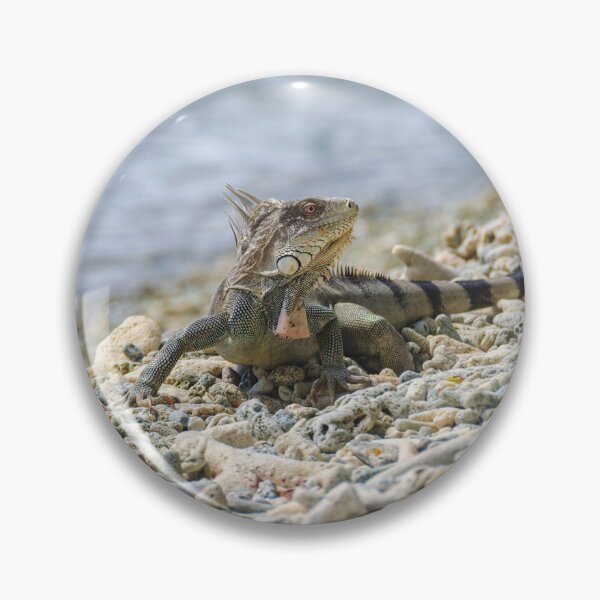 Item preview, Iguana Posing on Coral Beach designed and sold by Kasia Design.