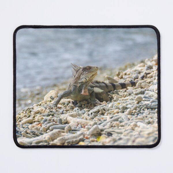 Item preview, Iguana Posing on Coral Beach designed and sold by Kasia Design.