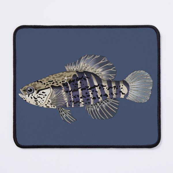 Item preview, Banded Pygmy Sunfish designed and sold by LittleClayFrog.