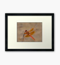 Libellula saturata (Flame Skimmer) Gerahmtes Wandbild