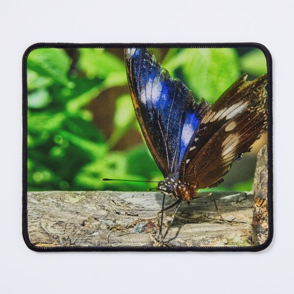 Item preview, Blue Butterfly Resting on Weathered Timber designed and sold by wendyhattonphotography.